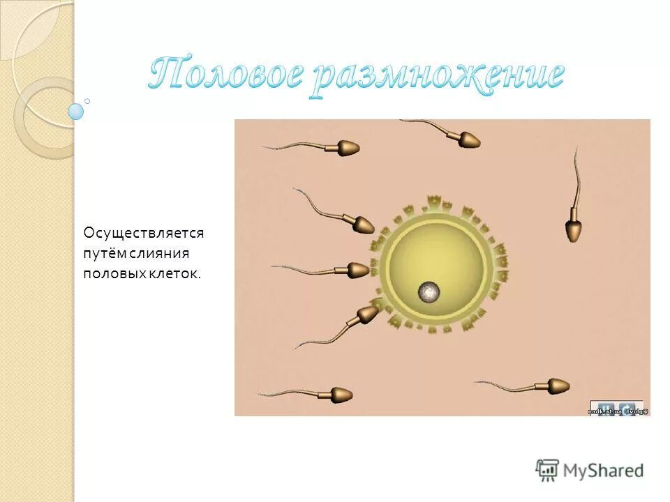 Половое размножение организмов. Половое размножение осуществляется путем. Типы размножения простейших. Половое размножение. Половое размножение осуществляется путем.