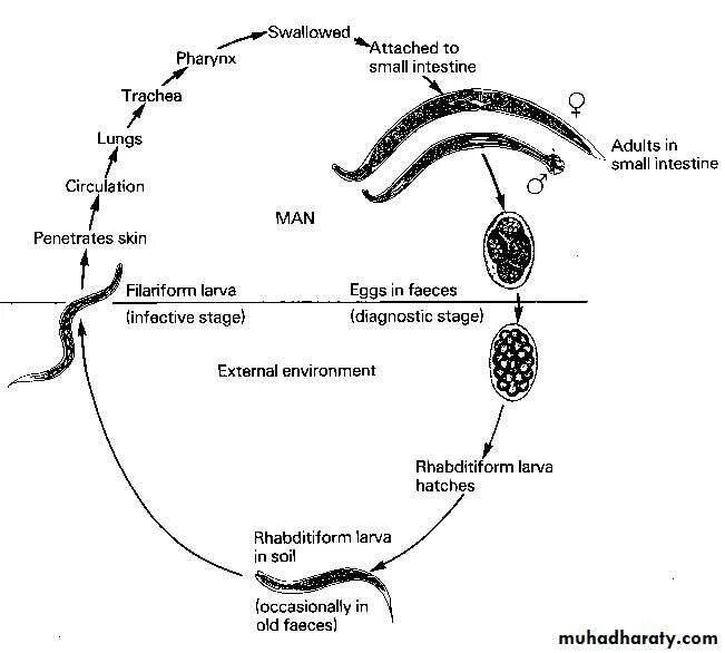 Жизненный цикл развития анкилостомы. Анкилостомоз жизненный цикл. Анкилостома жизненный цикл схема. Ancylostoma duodenale жизненный цикл схема.