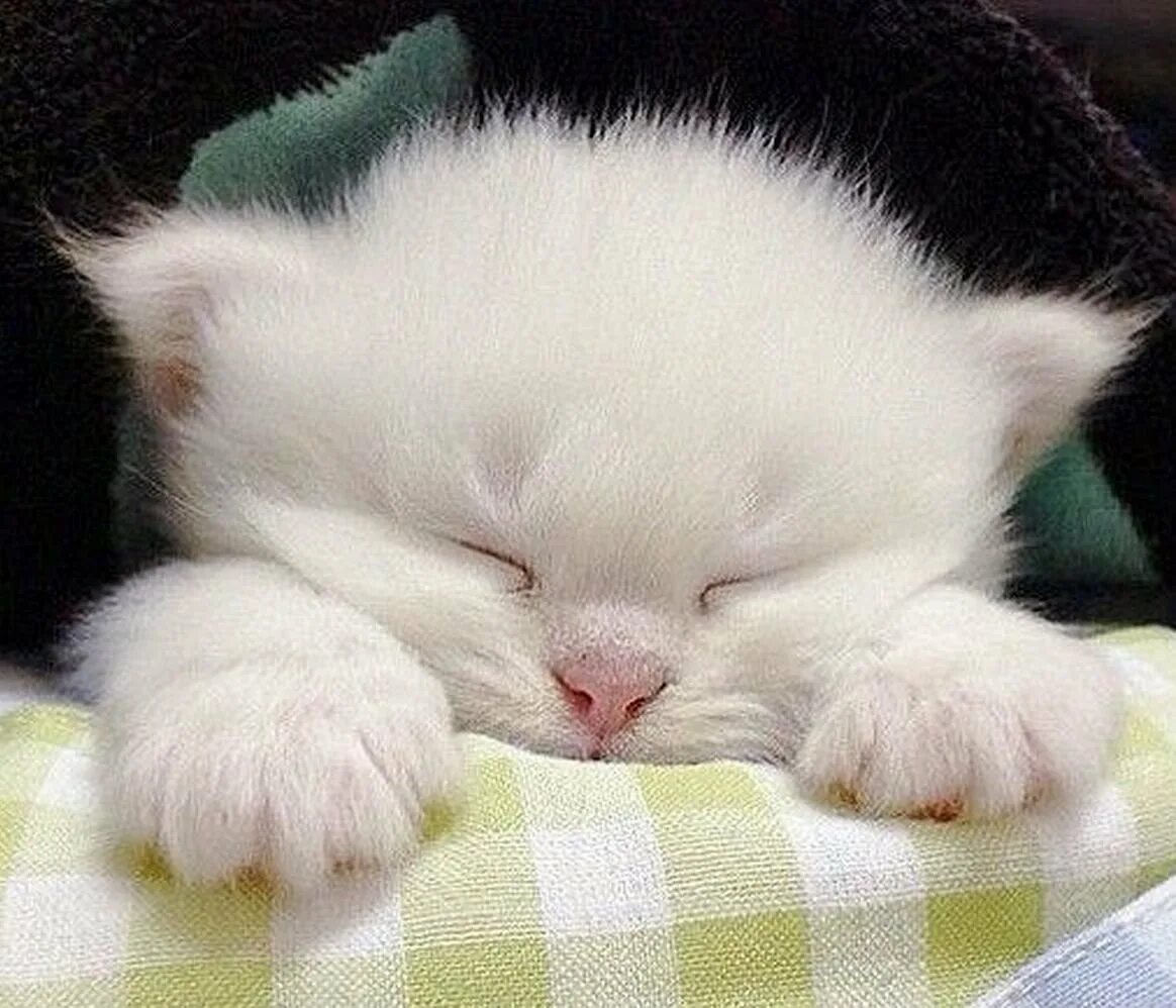 Спокойно з. Спящий котик. Спящие котята. Спокойной ночи.