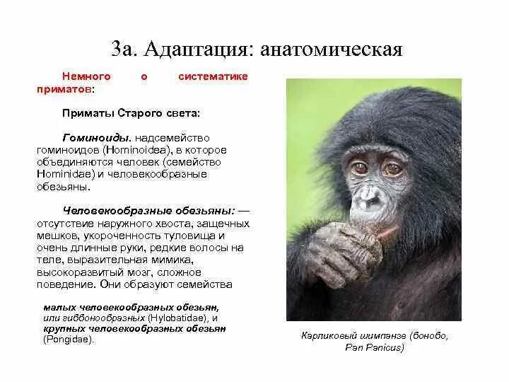Таблица человек и человекообразные обезьяны. Гоминиды человекообразные обезьяны. Отряд приматы человек. Признаки приматов. Отряд приматы классификация.