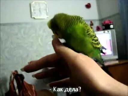 Включи говорящий попугай