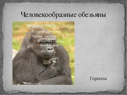 Человекообразными обезьянами являются