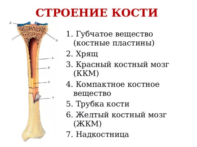 Какие структуры сустава обозначены цифрами. Кость строение надкостница костный мозг. Строение кости надкостница губчатое вещество. Компактное вещество кости и надкостница. Желтый костный мозг компактное вещество надкостница.