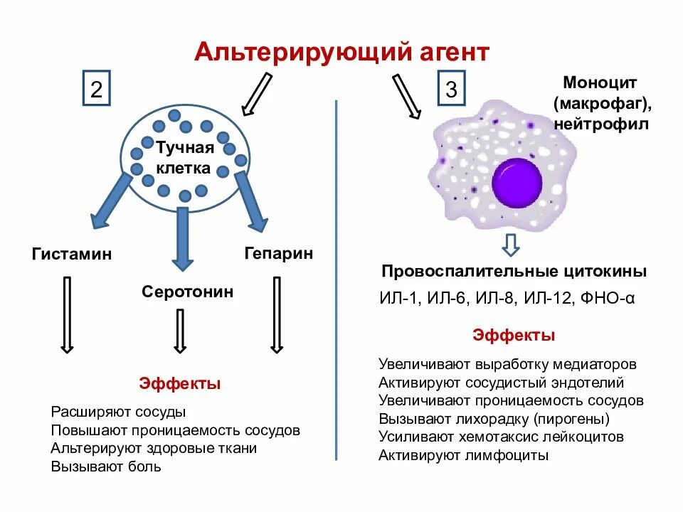 Гистамин и гепарин. Тучные клетки это макрофаги. Цитокины макрофагов. Тучные клетки иммунология. Синдром активации макрофагов.