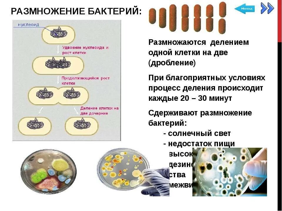 Деление бактерий размножение. Размножение бактерий микробиология. Рост и размножение бактерий. Условия роста бактерий. Скорость деления клетки