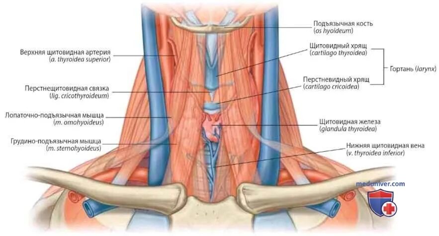Яремная артерия где находится. Внутренняя яремная Вена анатомия. Наружная и внутренняя яремная Вена анатомия. Внутренняя яремная Вена Неттер. Анатомия внутренней яремной вены.