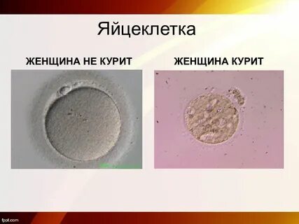 Курение яйцеклетка