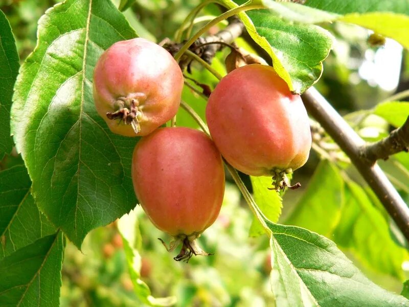 Яблоки дикая яблоня. Яблоня Лесная Malus Sylvestris. Яблоня дичка. Яблоня Лесная (Дикая) (Malus Sylvestris). Яблоня Лесная (дичок).