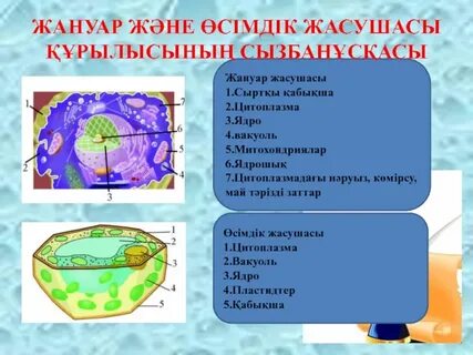 алтын ерін далабы pron жұлдызды киіп