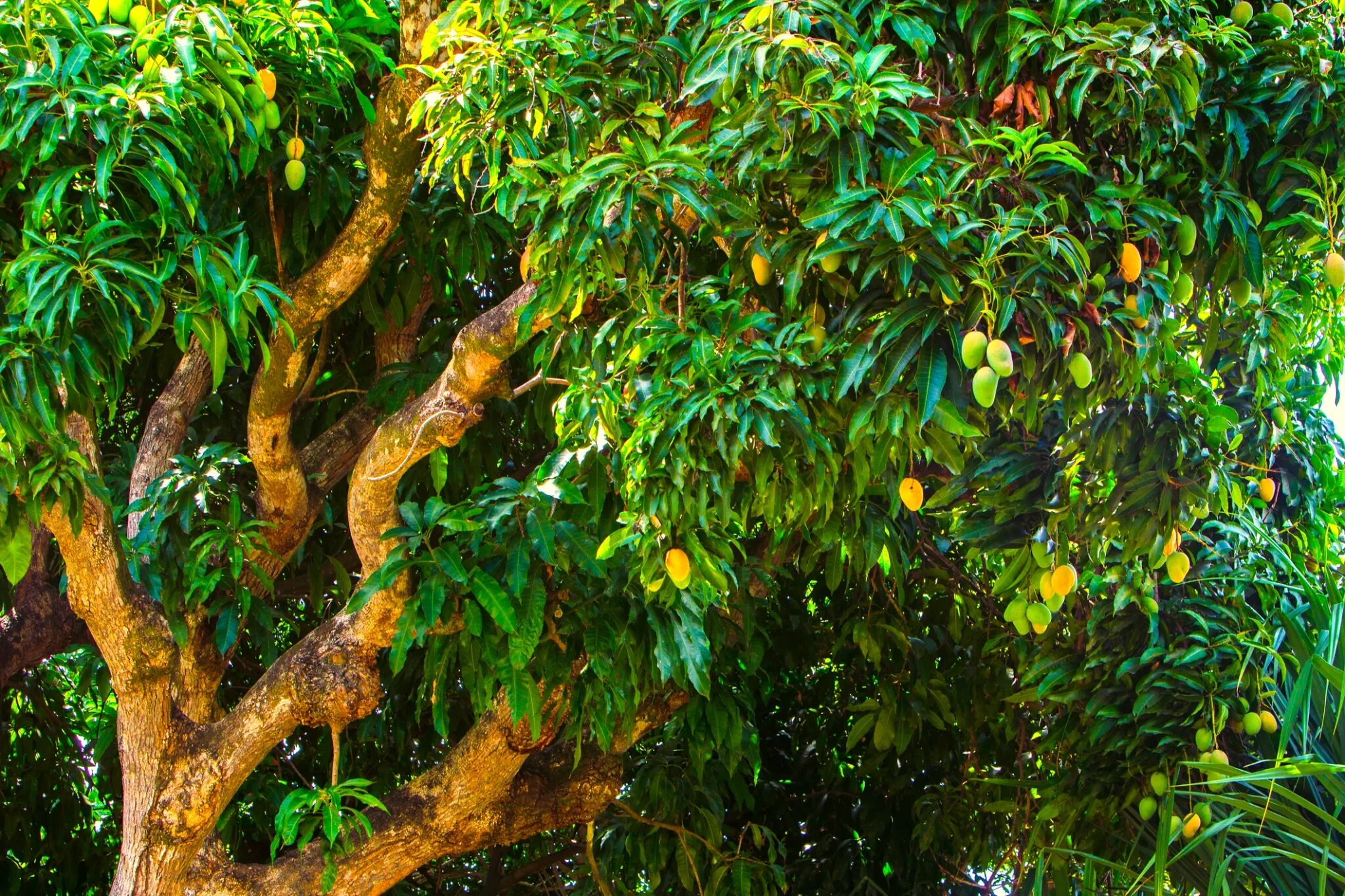Цветущее дерево манго. Манговое дерево с манго. Египетское манго дерево. Тайское манго дерево. Манго дерево куст.