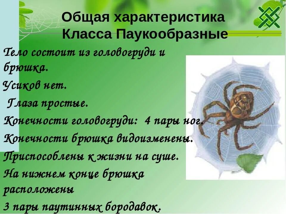 Признаки паукообразных. Отряды паукообразных биология 7 класс. Характеристика паукообразных. Характеристика класса паукообразные. Класс паукообразные общая характеристика.