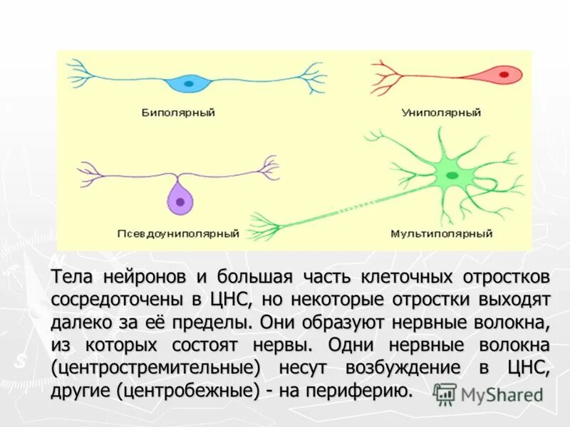 Как называется короткий нейрона. Нейрон. Тело нервной клетки. Биполярный Нейрон. Волокнистые клетки нейрона.