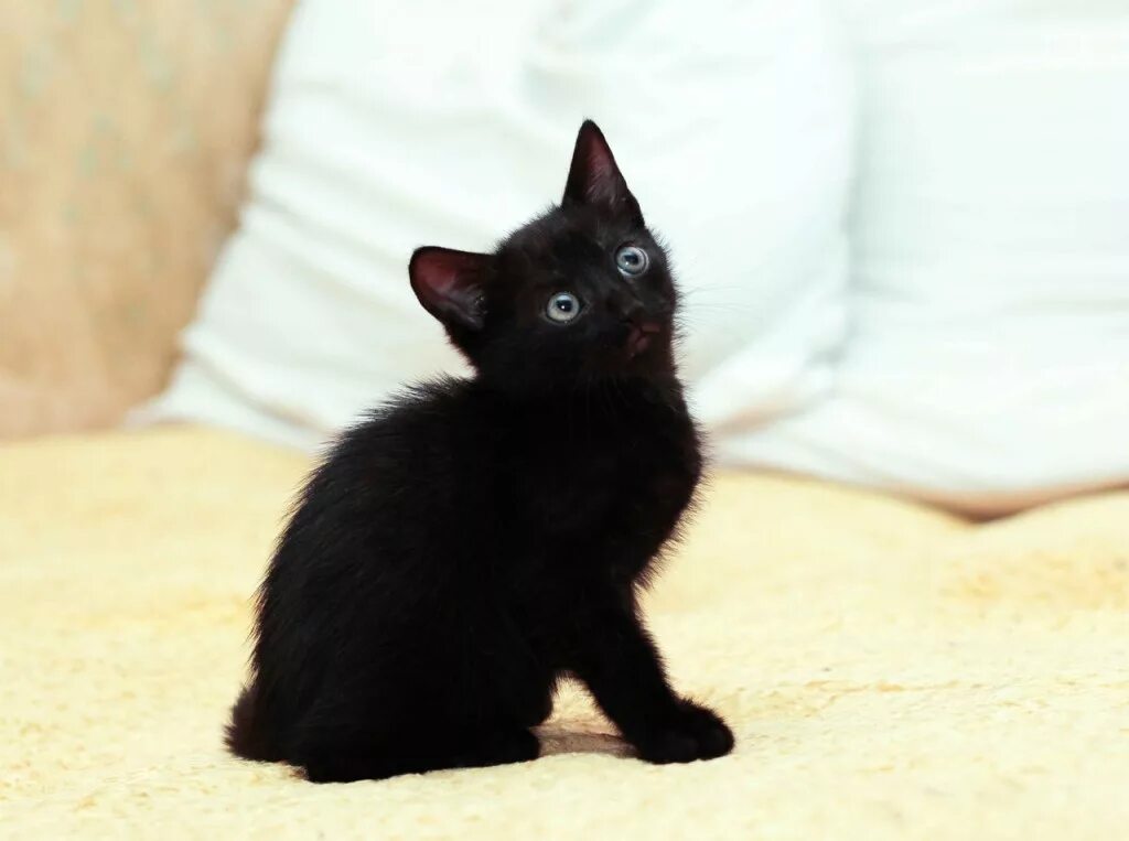 Черный котенок. Маленький черный котенок. Черненький котенок. Черный котенок 2 месяца. Какие черные котята есть