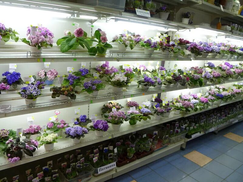 магазин фиалок в москве на пятницкой. дом фиалки в москве. фиалка тропикана дом фиалки. дом фиалки в екатеринбурге. дом фиалок в москве на новокузнецкой.