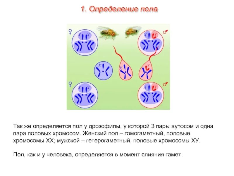 Какое число хромосом у дрозофилы. Генетика пола половые хромосомы. схема определения пола. схема хромосомного определения пола человека. хромосомное определение пола у дрозофилы.