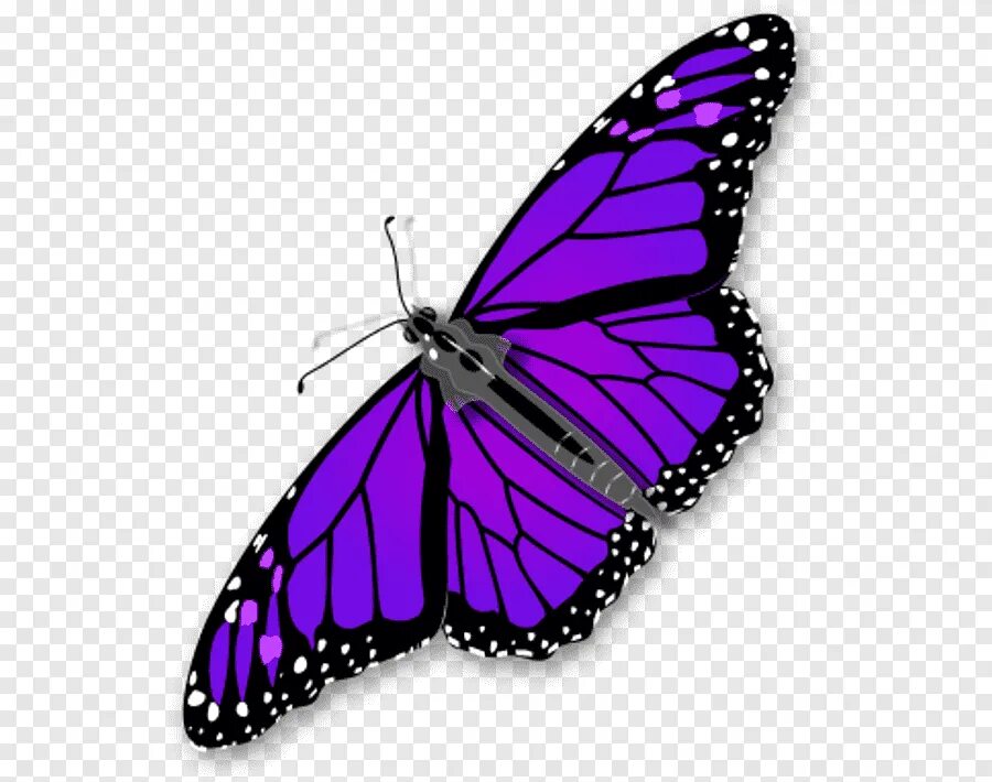Фиолетовые бабочки картинки. Бабочка фиолетовая. Сиреневые бабочки. Фиолетовоебабочки. Фиолетовые бабочки на прозрачном фоне.