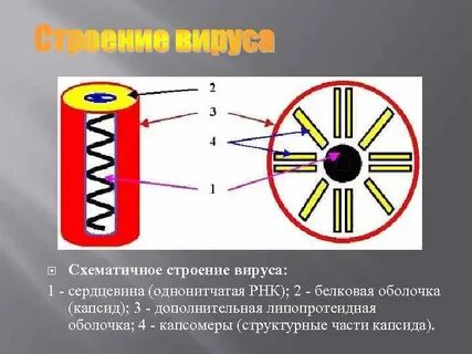 Вирусы строение организма