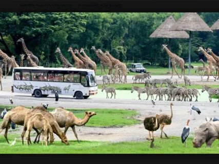 Safari world