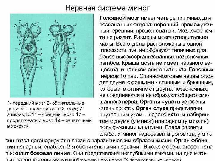 Функции нервной системы и органы чувств