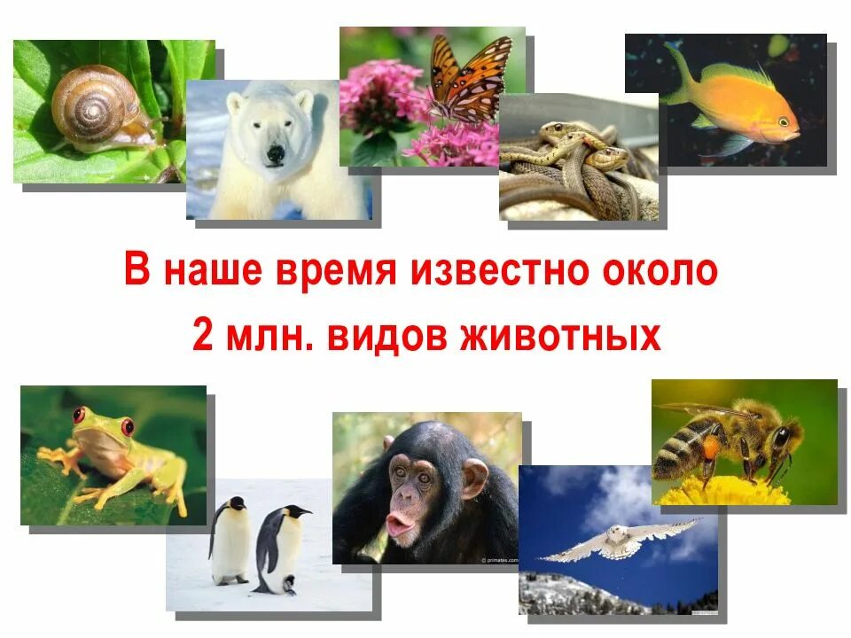 Зоология наука изучающая животных. Зоология презентация. зоология наука о животных презентация. зоолог для презентации. науки зоологии.