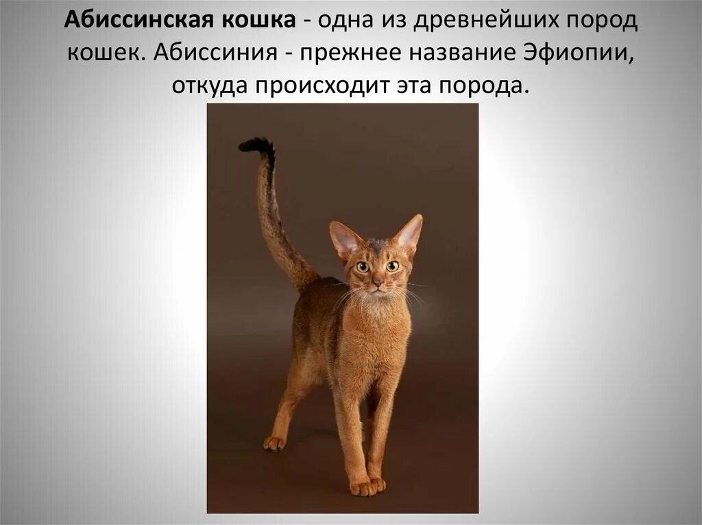 Рассмотрите фотографию кошки породы абиссинская и выполните. Абиссинская кошка характер и поведение. Абиссинский кот характер. Породы кошек Абиссинская кошка характер. Абиссинская кошка стандарт породы.