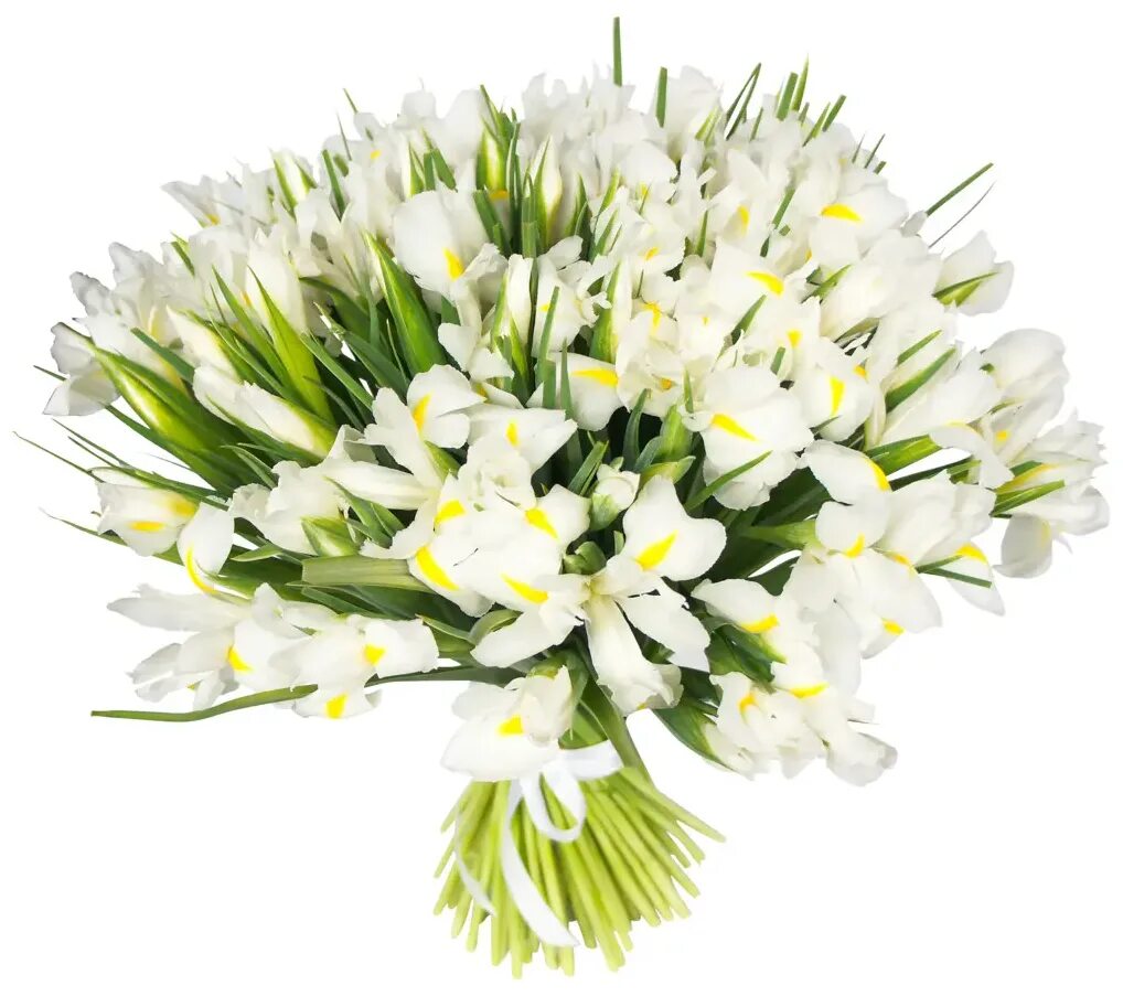 ирис белый 51 букет. букет ирисы 101. шикарный букет белых ирисов дома. белые ирисы букет. ирис белый 51 букет.