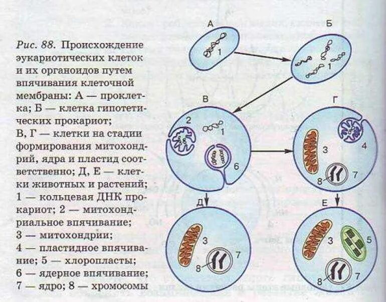 Гипотеза происхождения клеток эукариот. Теории происхождения эукариотических клеток схема. Инвагинационная гипотеза происхождения эукариотических клеток. Схема симбиотического образования эукариотических клеток. Появление первых прокариотических клеток