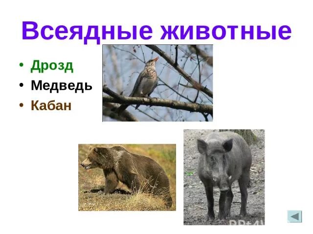 Каких животных называют всеядными примеры Питание всеядных животных