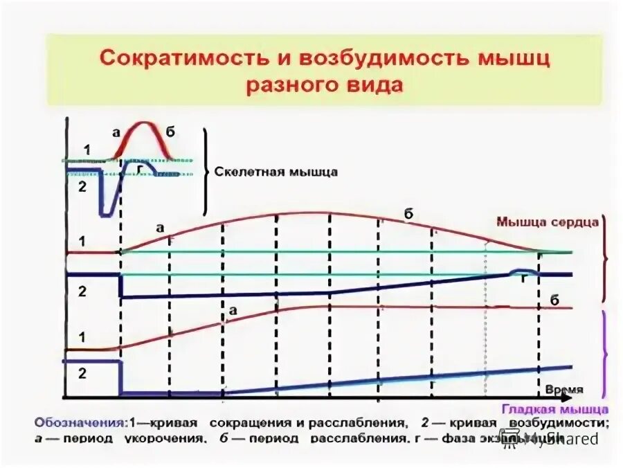 Мышечная сократимость нервная возбудимость