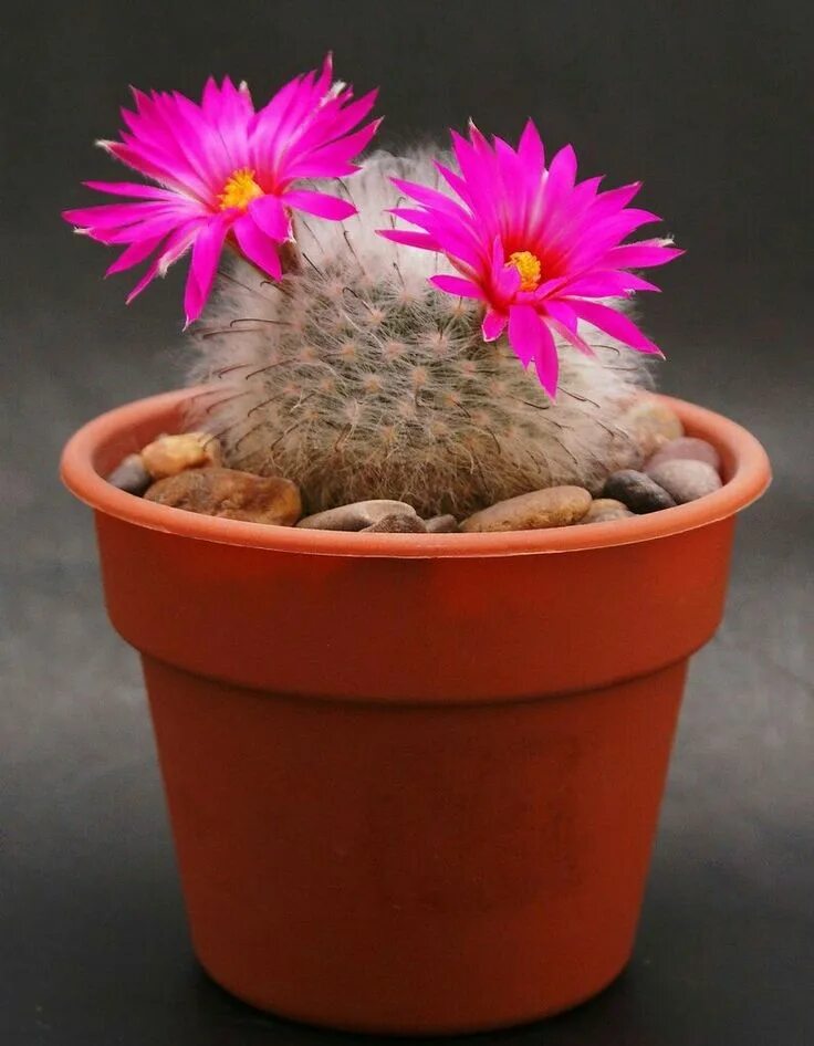 Cactus plant. Маммиллярия полив. Кактус Строблем. Маммиллярия без колючек. Карликовый Кактус.
