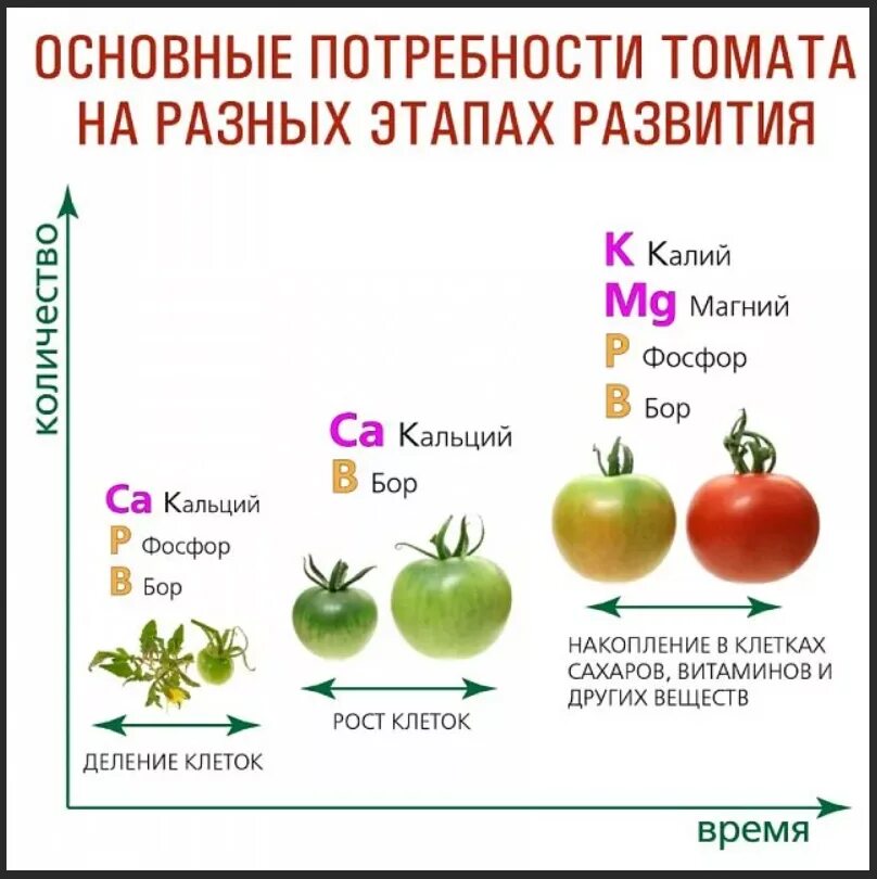 Схема питания томатов по фазам развития. Схема удобрения томатов. Таблица подкормки томатов. Подкормка томатов таблица удобрения.