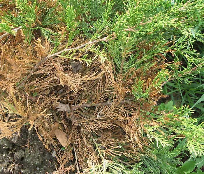 желтеет можжевельник казацкий. желтеет можжевельник что делать. желтеет можжевельник что делать. бурое шютте можжевельника. можжевельник казацкий обгорает.