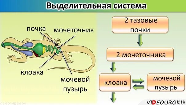 Клоака у земноводных и пресмыкающихся. Выделительная система пресмыкающихся схема. Строение выделительной системы пресмыкающиеся. Пресмыкающиеся выделительная система 7 класс биология. Класс пресмыкающиеся выделительная система.