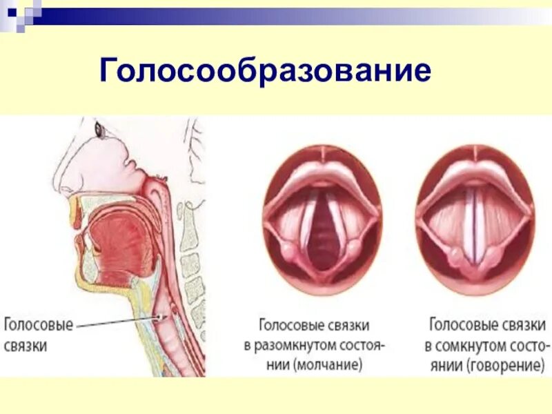 Хриплые голосовые связки. Строение гортани голосообразование. Механизм голосообразования анатомия. Голосовые связки голосообразование. Гортань голосовые складки схема.