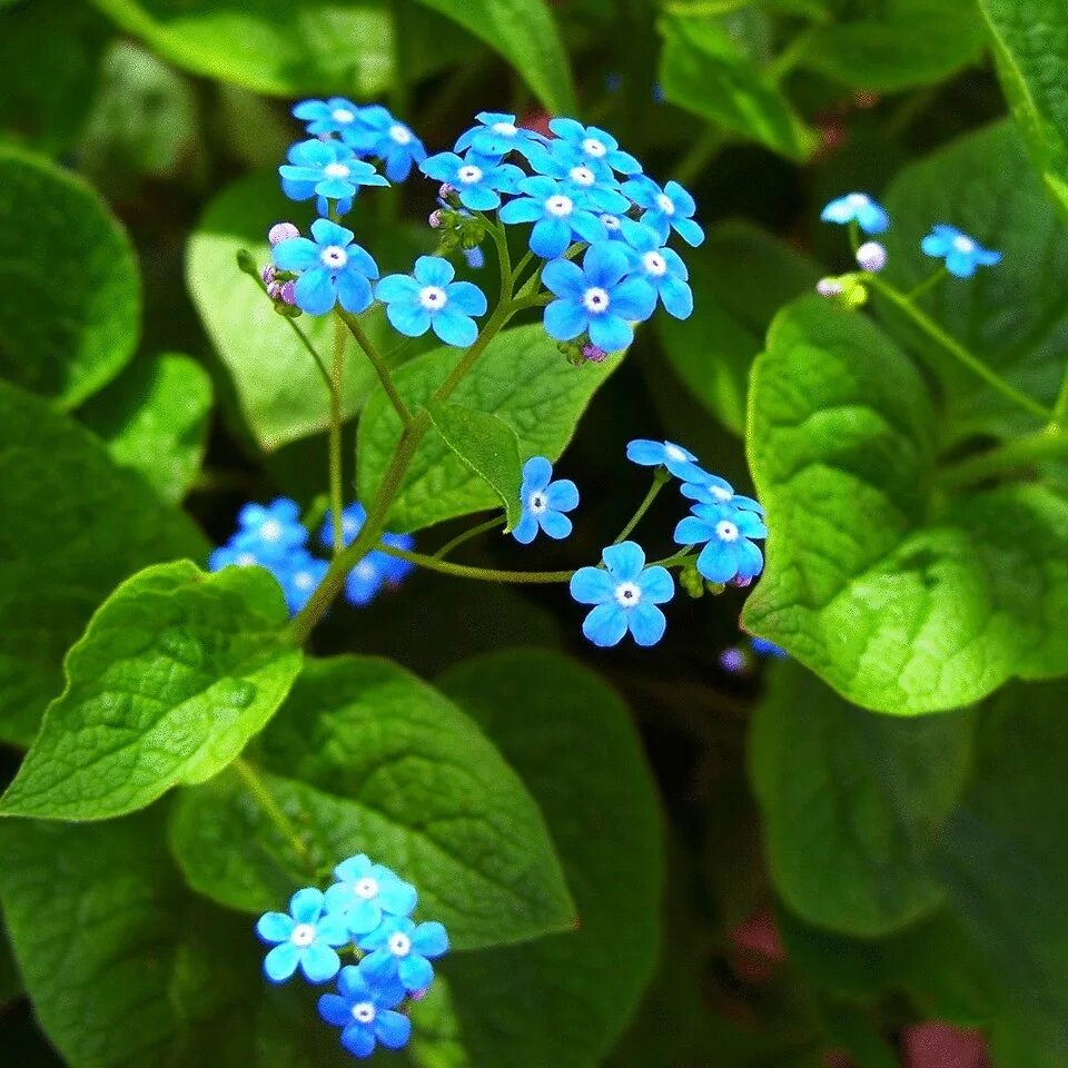 Бруннера крупнолистная. Бруннера крупнолистная (Brunnera macrophylla). Бруннера Сибирская Незабудочник. Незабудка Бруннера. Незабудка похожие