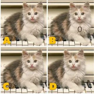 Cats ответы ютуб
