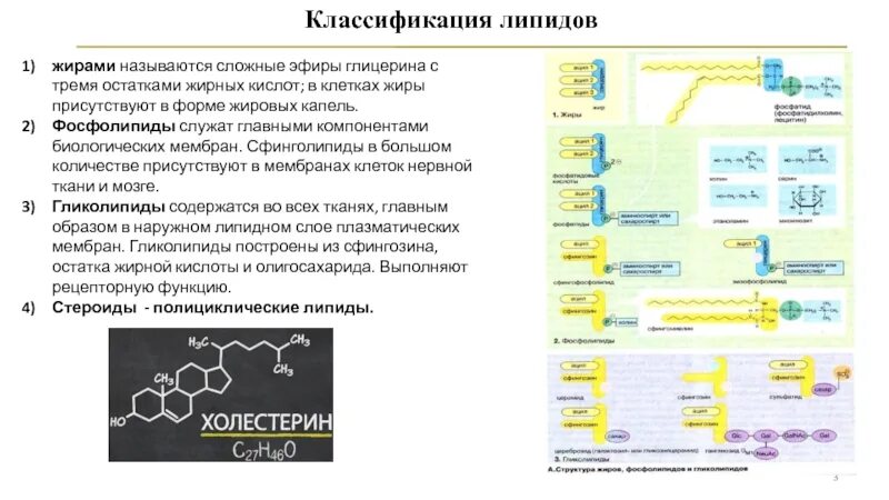 Фосфолипиды Сфинголипиды гликолипиды. Классификация мембранных липидов. Фосфолипиды гликолипиды стероиды. Жиры классификация фосфолипиды. Липиды входят в состав клеток