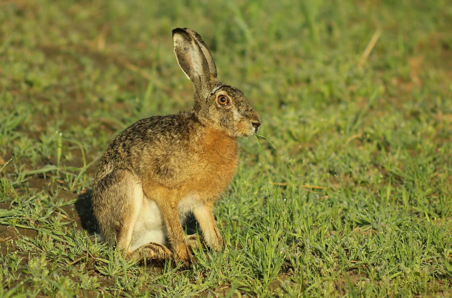 Заяц русак всеядный. Lepus europaeus (pallas, 1778) - заяц-русак. Заяц русак всеядный. Заяц-русак. Заяц русак заяц русак.