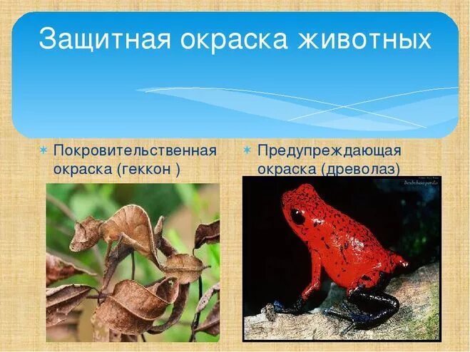 Защитная окраска хищных животных примеры. Защитная окраска животных. животные которые спасаются защитной окраской. примеры защитной окраски. примеры животных которые спасаются при помощи защитной окраски.