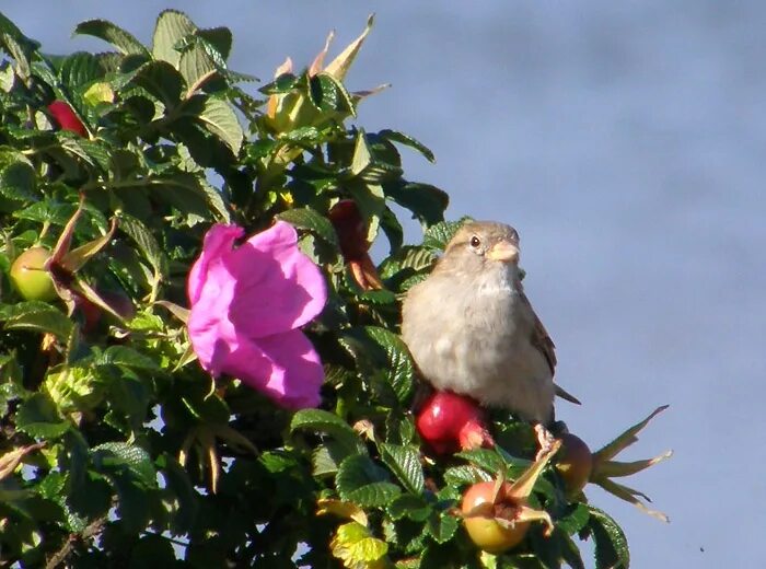 Птица смородинка. Соловей птичка певчая. Птица на ветке. Художница rosemary millette. Притча о соловье.