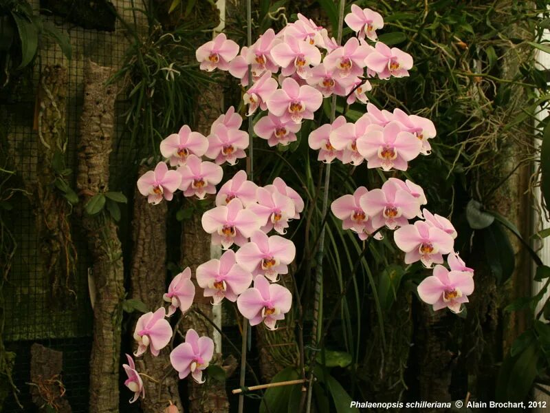 Орхидея биг чили фото и описание Орхидея Phalaenopsis Big Lip (отцвел)