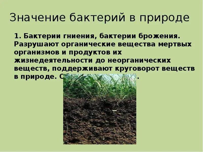 Вывод бактерии в природе. Роль и значение бактерий. Роль бактерий в окружающей среде. Сообщение на тему роль бактерий в природе. Роль бактерий в природе 7 класс кратко