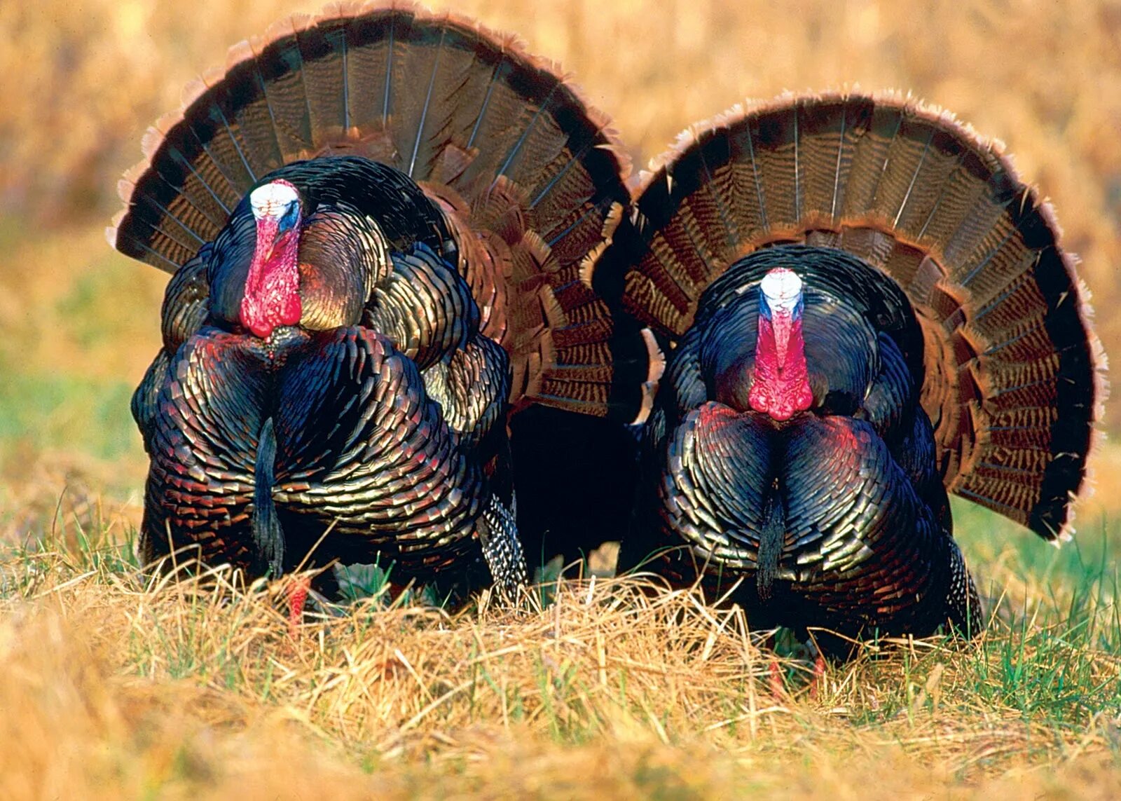 Североамериканская Дикая индейка. Индейка обыкновенная meleagris gallopavo. Wild Turkey индюк. Королевский пальмовый индюк. Горная индейка 4