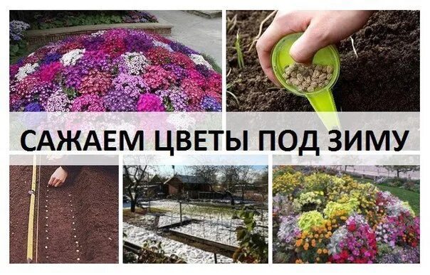 What flowers can be sown in autumn Flowers planted under the winter will be dist