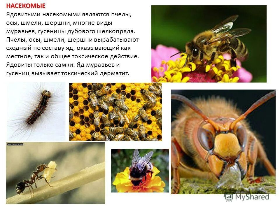 О пчелах осах и шмелях 2 класс окружающий мир. Важная информация о пчелах осах и шмелях. Атлас определитель от земли до неба 2 класс пчелы. Оса описание. Атлас-определитель насекомых жалящих насекомых.