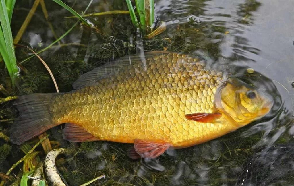 Карась среда обитания водная. Карась золотой Carassius Carassius. Карась золотой горбатый. Желтый карась. Чухломское озеро золотой карась.