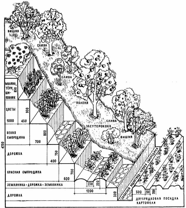 Планы высадки. Пермакультура террасирование. Террасирование склона схема. Схема посадки плодовых кустарников. Террасирование участка схема.