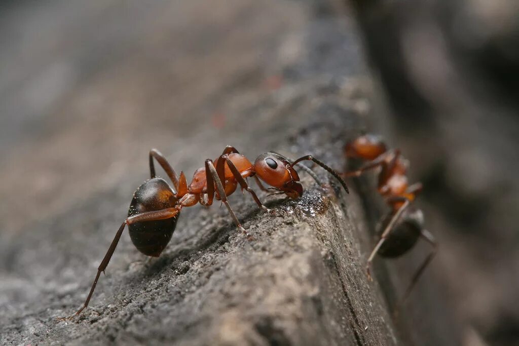 Р мурах