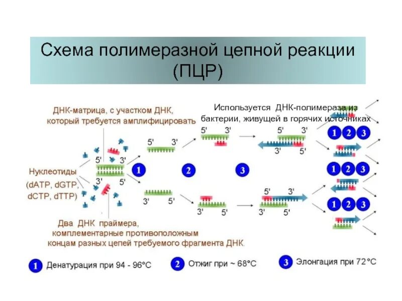 Метод моделирования днк. Метод моделирования днк