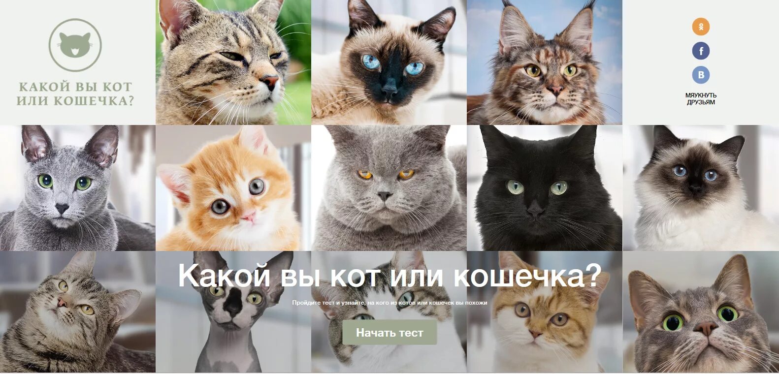 Коты тест. Реклама с котиками. Тест о котах. Тест какой ты кот.